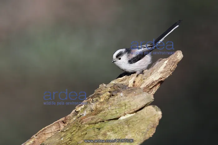 : Long-tailed Tit : Long-tailed Tit