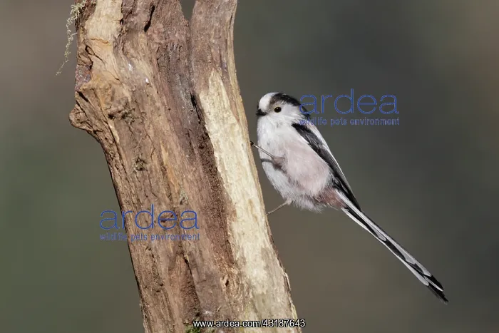  : Long-tailed Tit