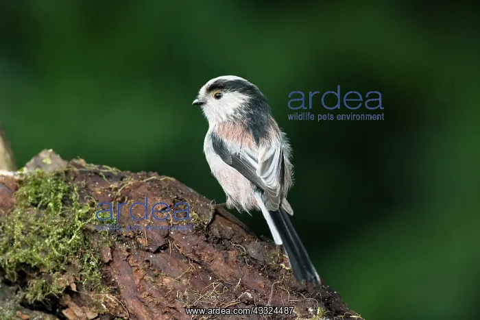  : Long-tailed Tit