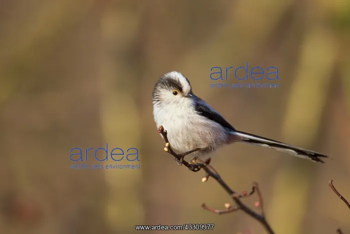 : Long-Tailed Tit - adult : Long-Tailed Tit - adult