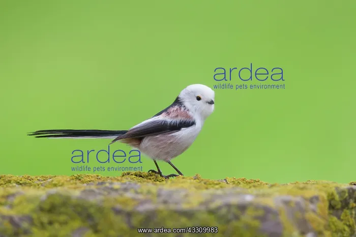: Long-Tailed Tit - adult : Long-Tailed Tit - adult