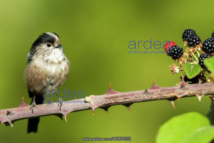 : Long-tailed Tit (Aegithalos caudatus) on Bramble : Long-tailed Tit (Aegithalos caudatus) on Bramble