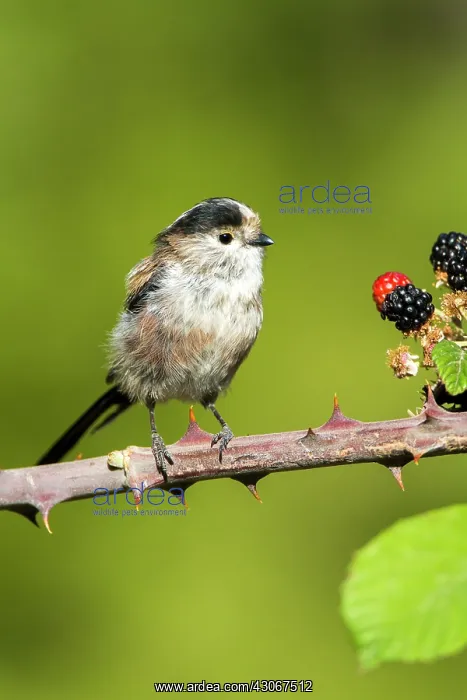 : Long-tailed Tit (Aegithalos caudatus) on Bramble : Long-tailed Tit (Aegithalos caudatus) on Bramble