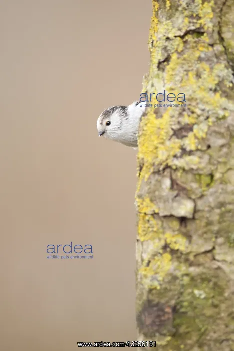 : Long-tailed Tit (Aegithalos caudatus) branched : Long-tailed Tit (Aegithalos caudatus) branched