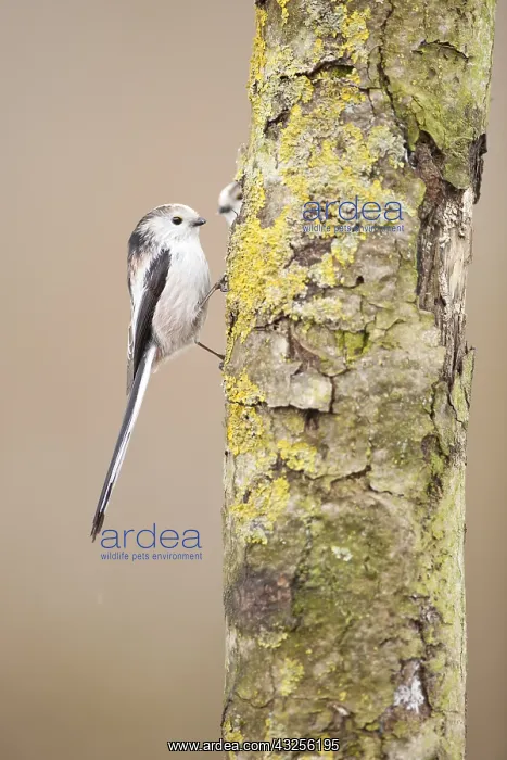 : Long-tailed Tit (Aegithalos caudatus) branched : Long-tailed Tit (Aegithalos caudatus) branched