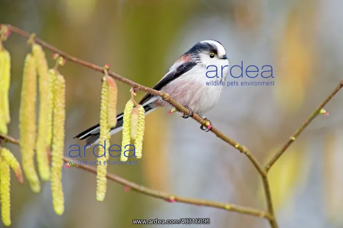 : Long-tailed Tit (Aegithalos caudatus) on a Common Alder (Aln : Long-tailed Tit (Aegithalos caudatus) on a Common Alder (Aln