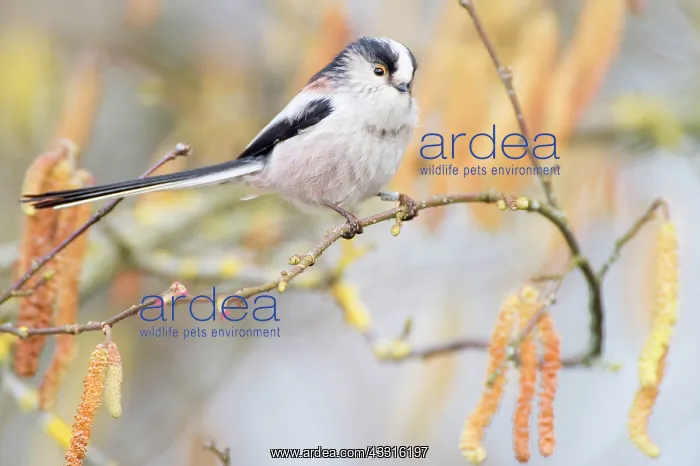 : Long-tailed Tit (Aegithalos caudatus) on a Common Alder (Aln : Long-tailed Tit (Aegithalos caudatus) on a Common Alder (Aln