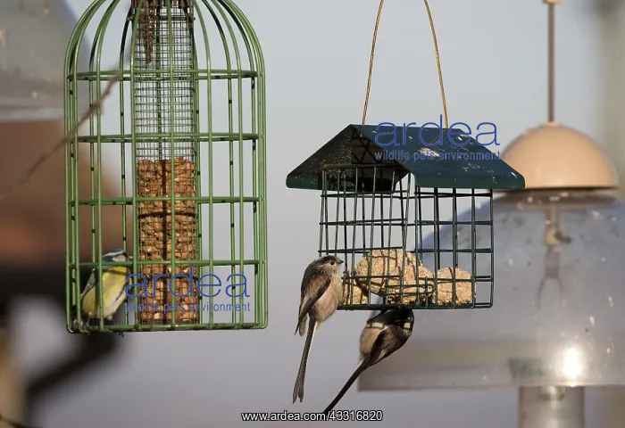 : Long tailed tit Aegithalos caudatus eating fat balls : Long tailed tit Aegithalos caudatus eating fat balls