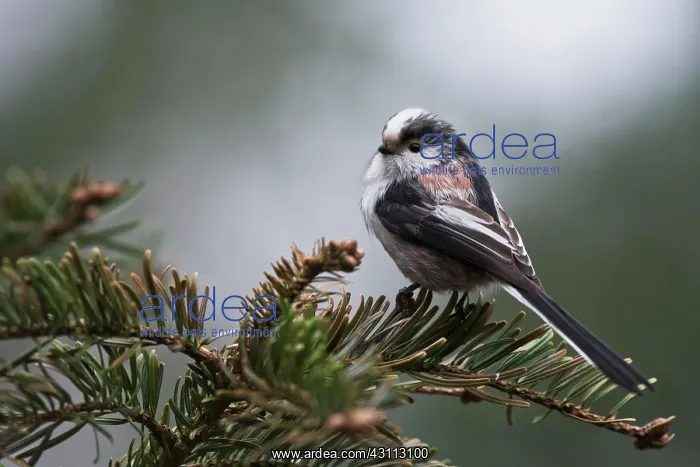 : Long-tailed tit (Aegithalos caudatus), Emsland : Long-tailed tit (Aegithalos caudatus), Emsland