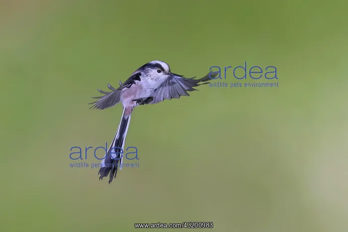 : Long-tailed tit (Aegithalos caudatus) in flight : Long-tailed tit (Aegithalos caudatus) in flight