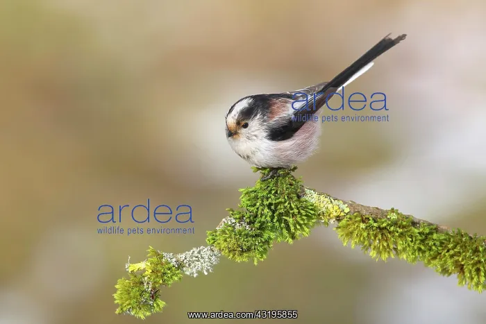 : Long-tailed tit (Aegithalos caudatus), sitting on : Long-tailed tit (Aegithalos caudatus), sitting on