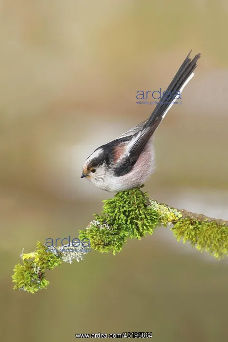 : Long-tailed tit (Aegithalos caudatus), sitting on : Long-tailed tit (Aegithalos caudatus), sitting on