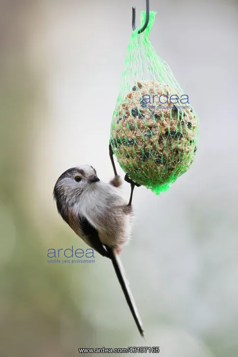 : Long-tailed tit (Aegithalos caudatus), at a titmouse : Long-tailed tit (Aegithalos caudatus), at a titmouse