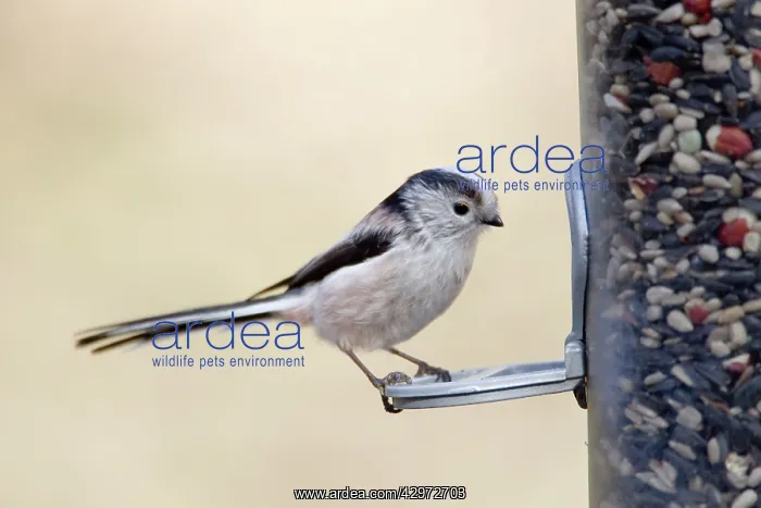 : Long-tailed Tit - on bird feeder : Long-tailed Tit - on bird feeder