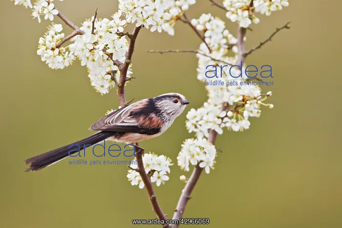 : Long - tailed Tit - on Blackthorn : Long - tailed Tit - on Blackthorn
