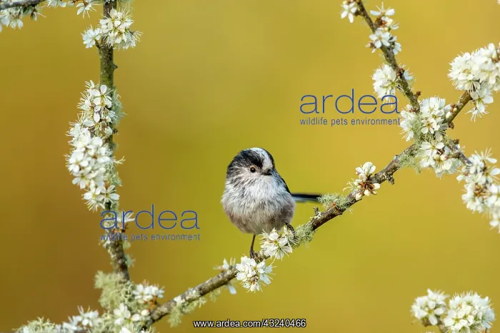 : Long Tailed Tit - on Blackthorn Blossom - Cornwall - UK : Long Tailed Tit - on Blackthorn Blossom - Cornwall - UK