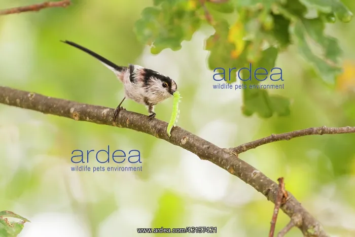 : Long-tailed Tit with caterpillar in its beak, on : Long-tailed Tit with caterpillar in its beak, on