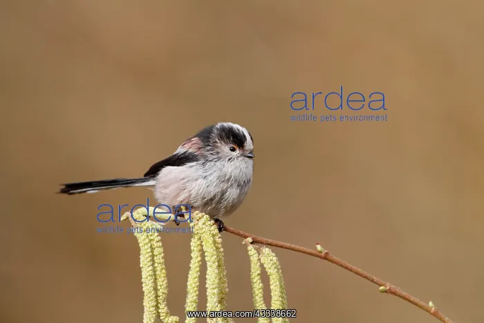 : Long tailed Tit - on catkins : Long tailed Tit - on catkins