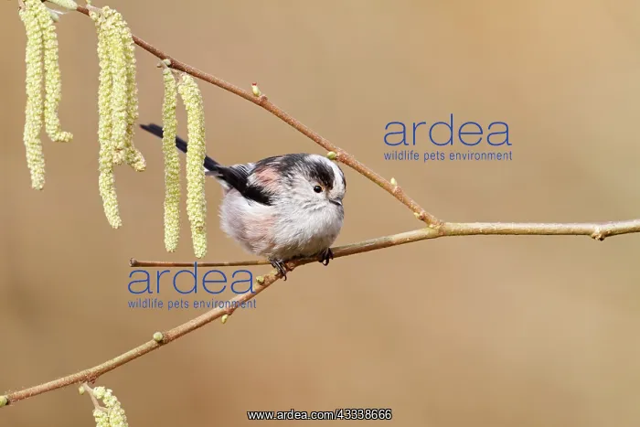: Long-tailed Tit - on catkins : Long-tailed Tit - on catkins