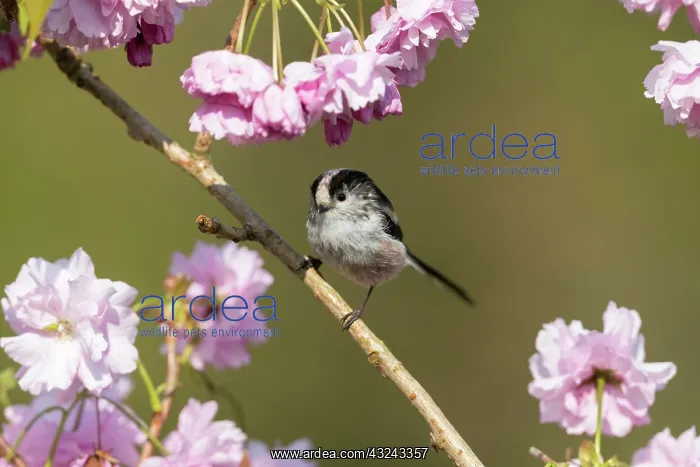 : Long Tailed Tit - on Cherry Blossom - Cornwall - UK : Long Tailed Tit - on Cherry Blossom - Cornwall - UK