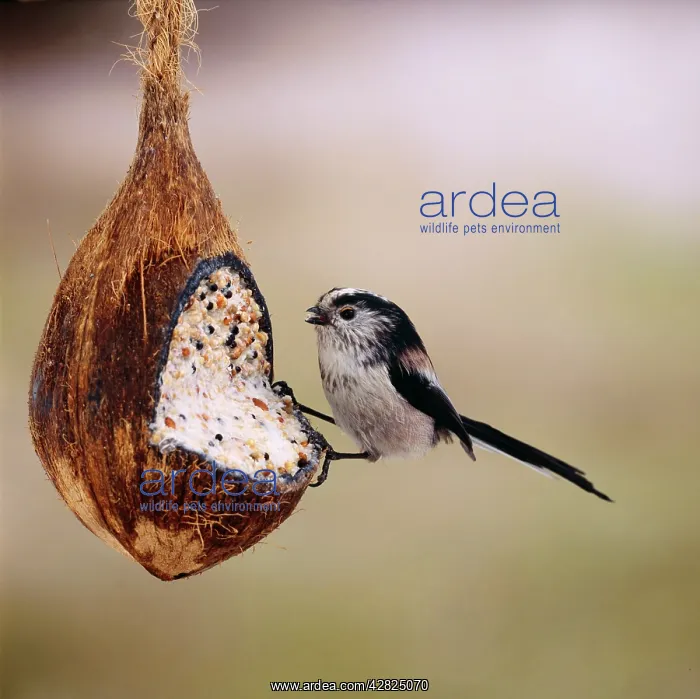: LONG TAILED TIT - on coconut filled with seeds, nut & suet : LONG TAILED TIT - on coconut filled with seeds, nut & suet