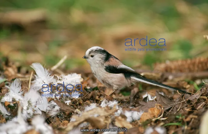 : Long-Tailed Tit - Collecting nesting material : Long-Tailed Tit - Collecting nesting material