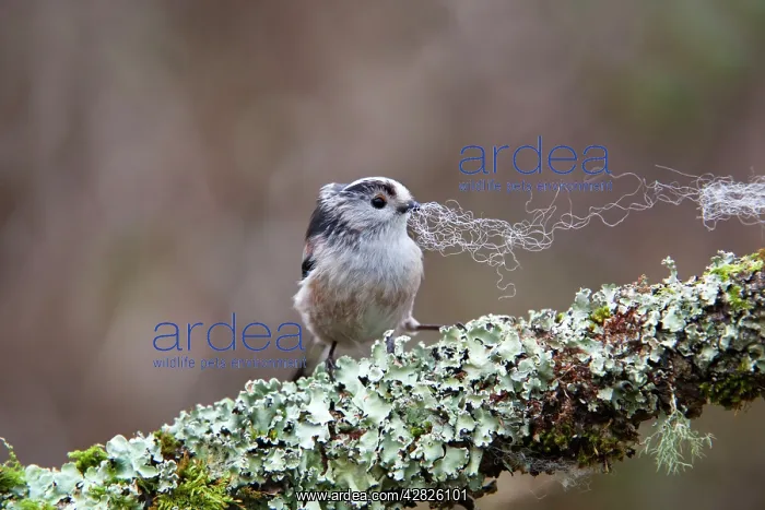 : Long Tailed Tit - collecting wool : Long Tailed Tit - collecting wool