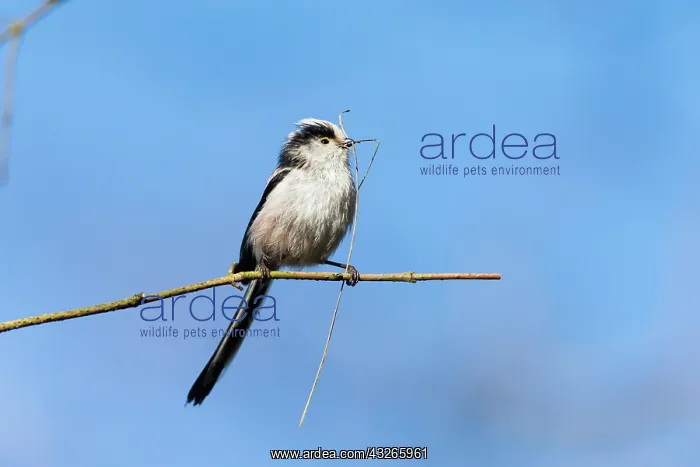 : Long-Tailed Tit, with dead grass in bill as nest : Long-Tailed Tit, with dead grass in bill as nest