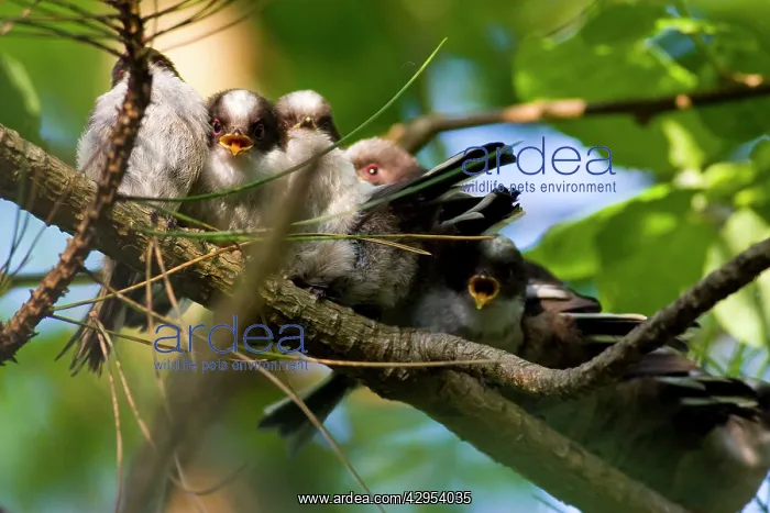 : Long-tailed Tit - family of recently fledged young : Long-tailed Tit - family of recently fledged young