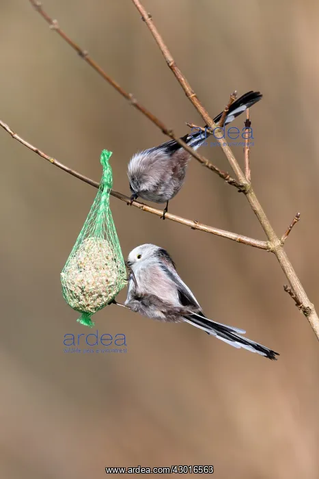 : Long tailed Tit - feeding on fat ball in winter : Long tailed Tit - feeding on fat ball in winter