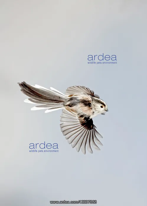: Long-tailed Tit - in flight : Long-tailed Tit - in flight