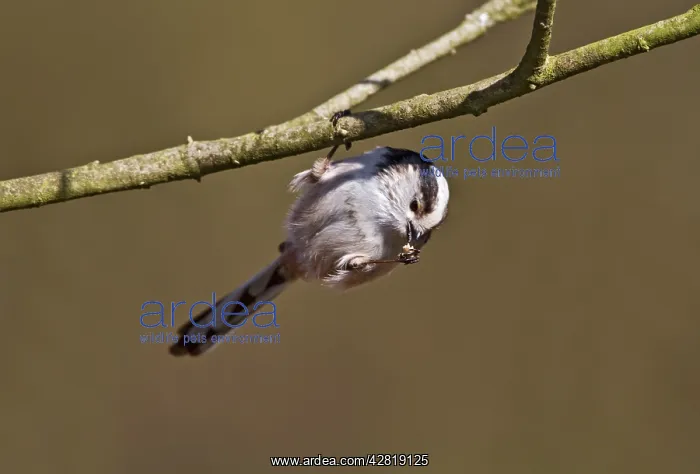 : Long Tailed Tit - hanging to feed : Long Tailed Tit - hanging to feed