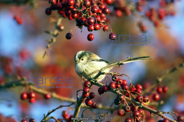 : Long Tailed Tit - With Hawthorn Berries : Long Tailed Tit - With Hawthorn Berries