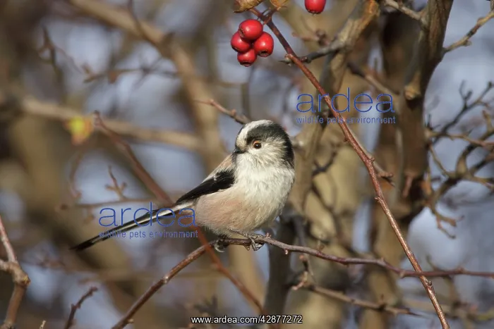 : Long-Tailed Tit - in hawthorne bush : Long-Tailed Tit - in hawthorne bush