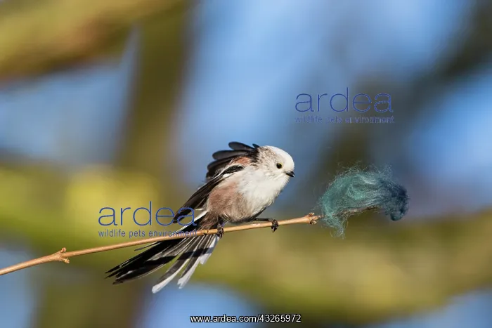 : Long-Tailed Tit - inspecting wool on twig as nest : Long-Tailed Tit - inspecting wool on twig as nest