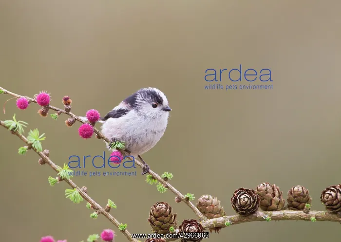 : Long - tailed Tit - on Larch : Long - tailed Tit - on Larch