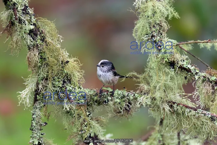 : Long Tailed Tit - Amongst Lichen - UK