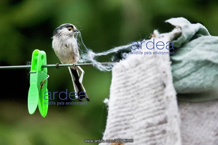 : Long-tailed Tit - making nest with floor cloth : Long-tailed Tit - making nest with floor cloth