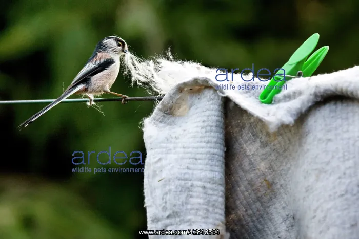 : Long-tailed Tit - making nest with floor cloth : Long-tailed Tit - making nest with floor cloth
