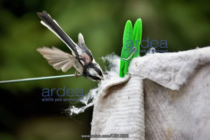 : Long-tailed Tit - making nest with floor cloth : Long-tailed Tit - making nest with floor cloth