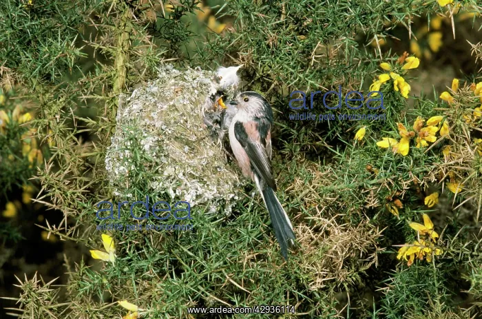 : Long-tailed Tit - at nest feeding young : Long-tailed Tit - at nest feeding young