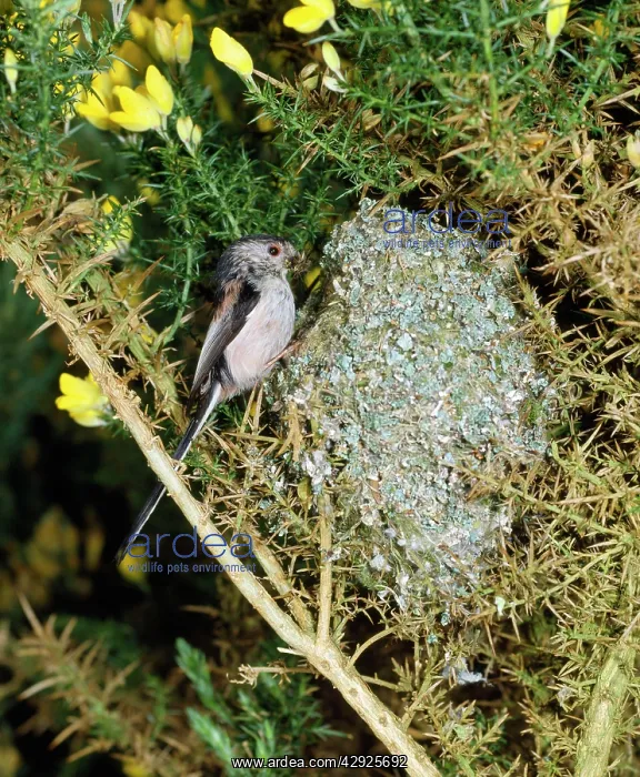 : Long-tailed Tit - at nest in gorse bush : Long-tailed Tit - at nest in gorse bush
