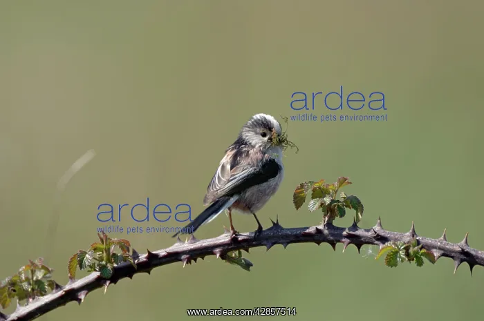 : Long-tailed Tit - With nest material in beak : Long-tailed Tit - With nest material in beak