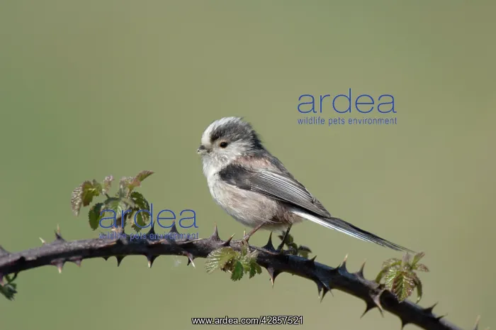 : Long-tailed Tit - With nest material in beak : Long-tailed Tit - With nest material in beak