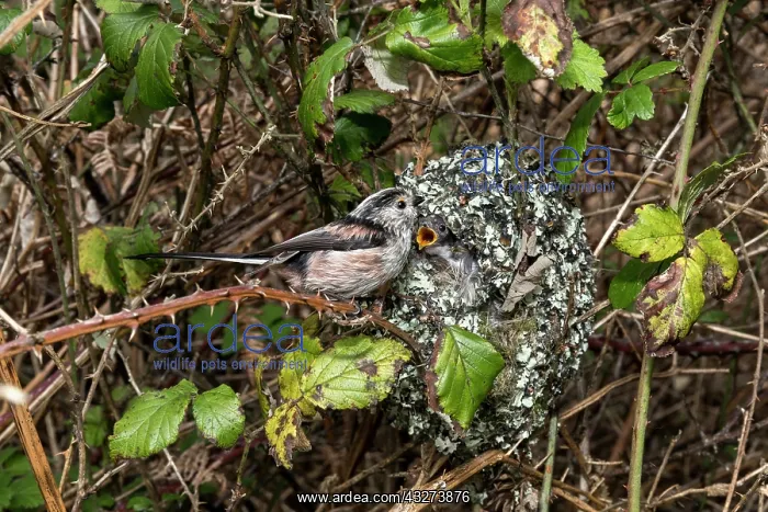 : Long Tailed Tit - at Nest - UK : Long Tailed Tit - at Nest - UK