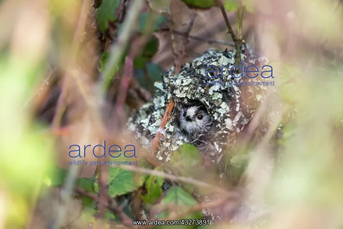 : Long Tailed Tit - In Nest - UK : Long Tailed Tit - In Nest - UK