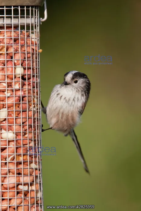 : Long Tailed Tit - on a peanut feeder : Long Tailed Tit - on a peanut feeder