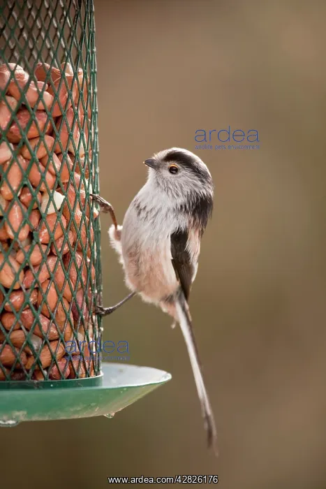  : Long Tailed Tit - at peanut feeder - garden