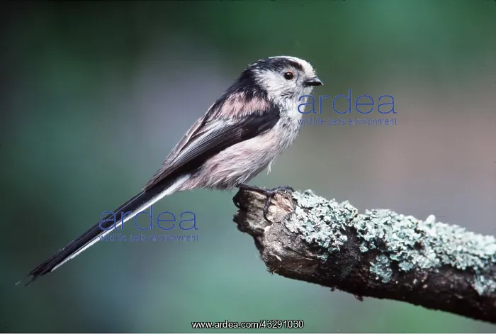 : LONG-TAILED TIT, ON PERCH : LONG-TAILED TIT, ON PERCH