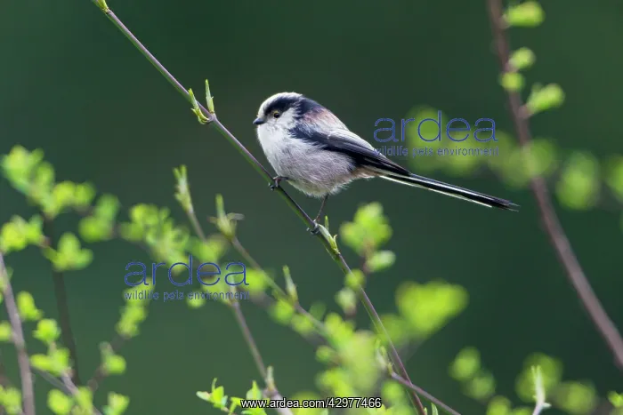 : Long-tailed Tit - perched on branch : Long-tailed Tit - perched on branch